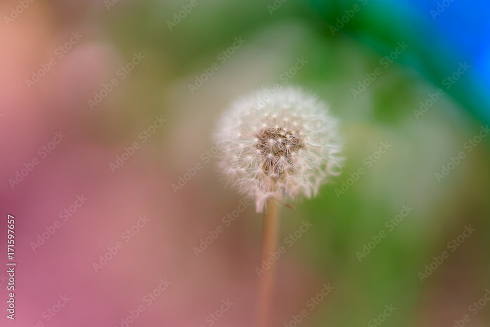 花物語 花物語