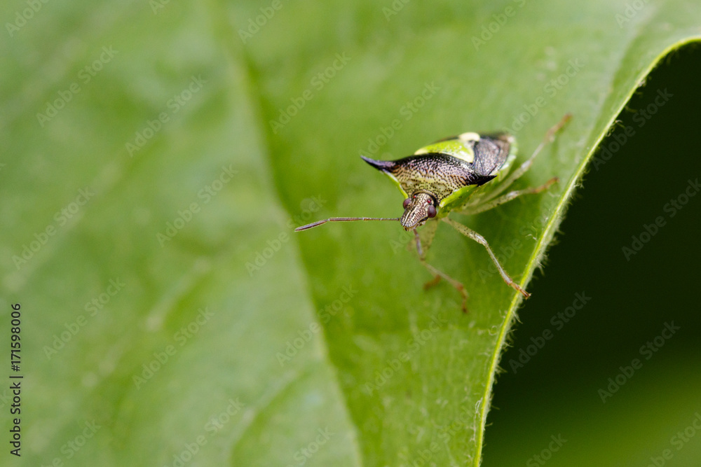 Image of Hawthorn shield bug(Acanthosoma haemorrhoidale) on green leaves. Insect Animal Image of Hawthorn shield bug(Acanthosoma haemorrhoidale) on green leaves. Insect Animal