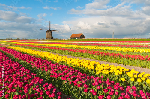 Holland in spring