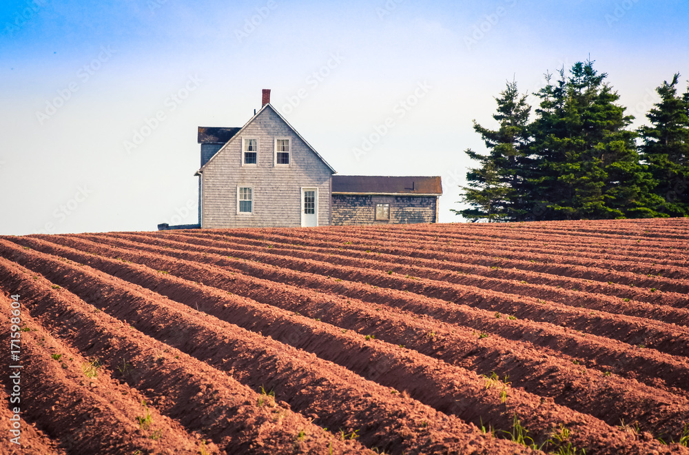 Obraz premium plowed field in prince Edward island