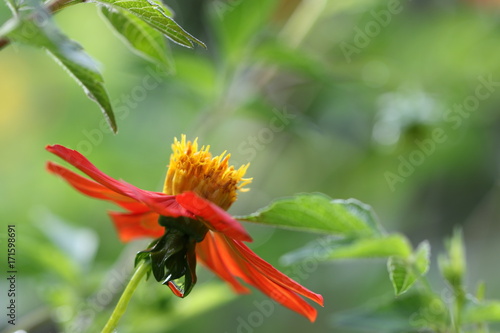 Fototapeta Naklejka Na Ścianę i Meble -  dahlia