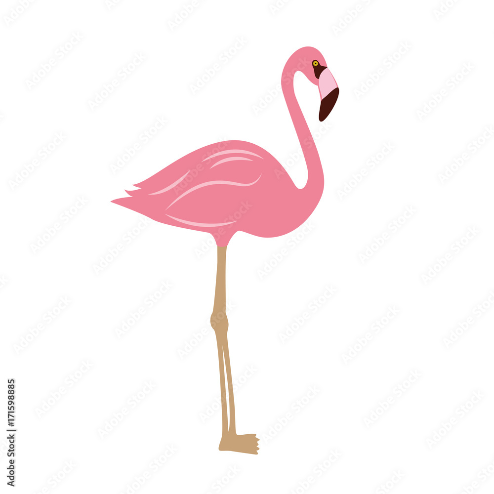 Fototapeta premium flamingo