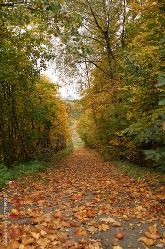 Autumn road