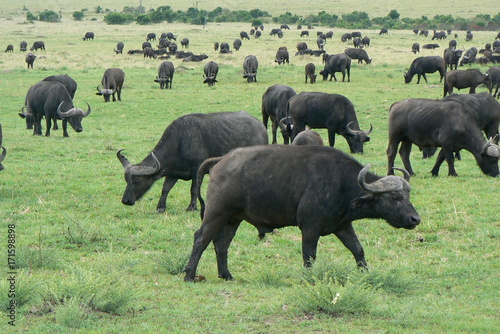 Büffel in Kenia photo