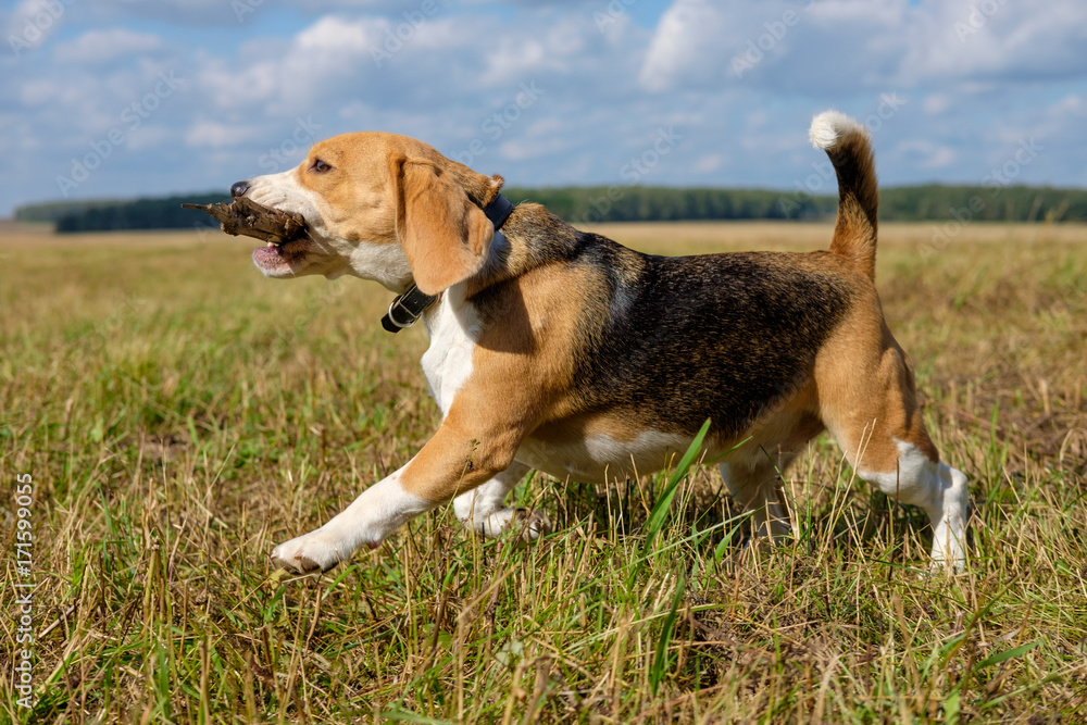 Beagle dog running around and playing with a stick Beagle dog running around and playing with a stick