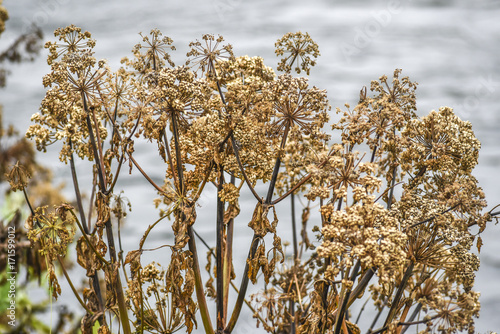 Autumn angelnica dried up growing in Iceland photo