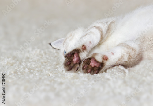 cute kitten is sleeping on a fluffy carpet © Happy monkey