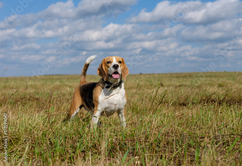 portrait of a Beagle on a walk in the field