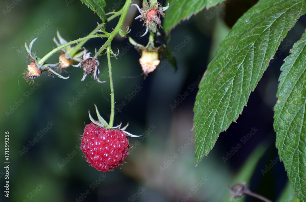Raspberry in the garden.
Raspberry in the garden.