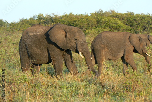 Elefanten in Afrika photo