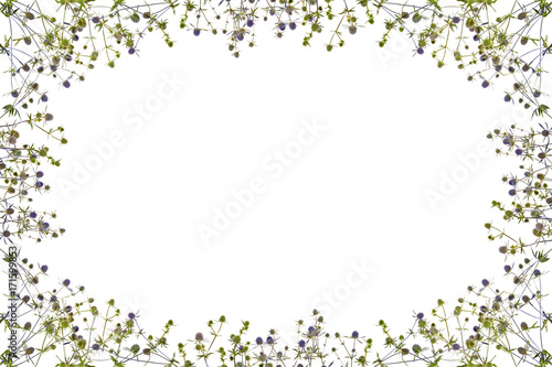Frame with blue thistle on white background. everal blue thistles.
