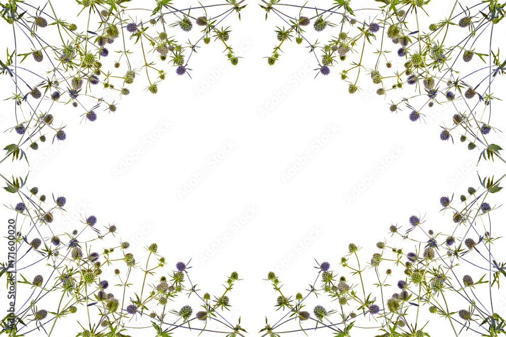 Frame with blue thistle on white background. Frame with blue thistle on white background.