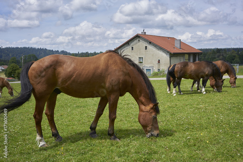 Fototapeta Naklejka Na Ścianę i Meble -  Pensionierte Pferde in 