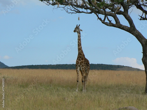 Giraffen in Afrika photo