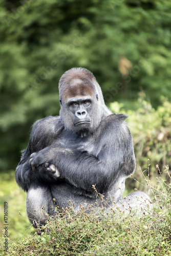 Gorille dos argenté de 36 ans