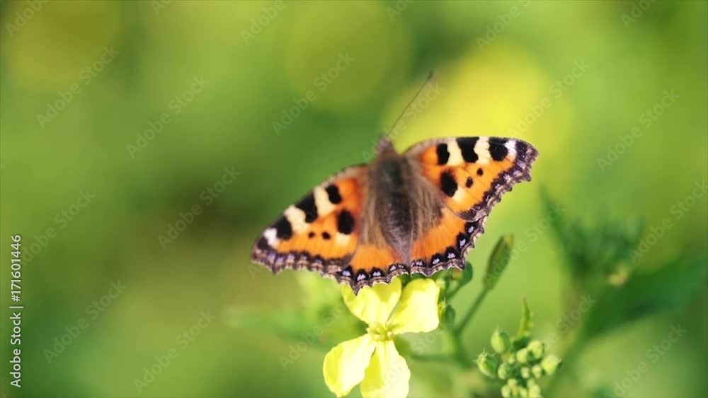Butterfly closeup on a flower in slow motion Butterfly closeup on a flower in slow motion