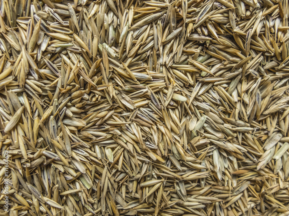 Lawn Seed