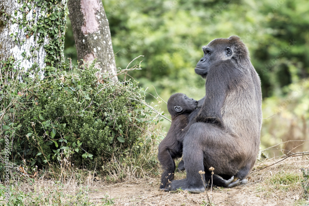 Obraz premium Gorille de 1 an tête le sein