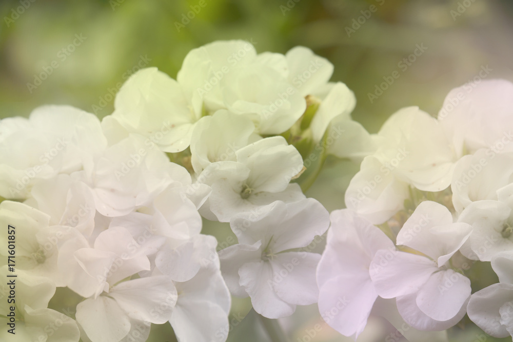 group of white flower group of white flower