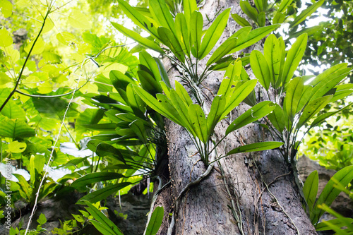 group of fern on big tree in forest