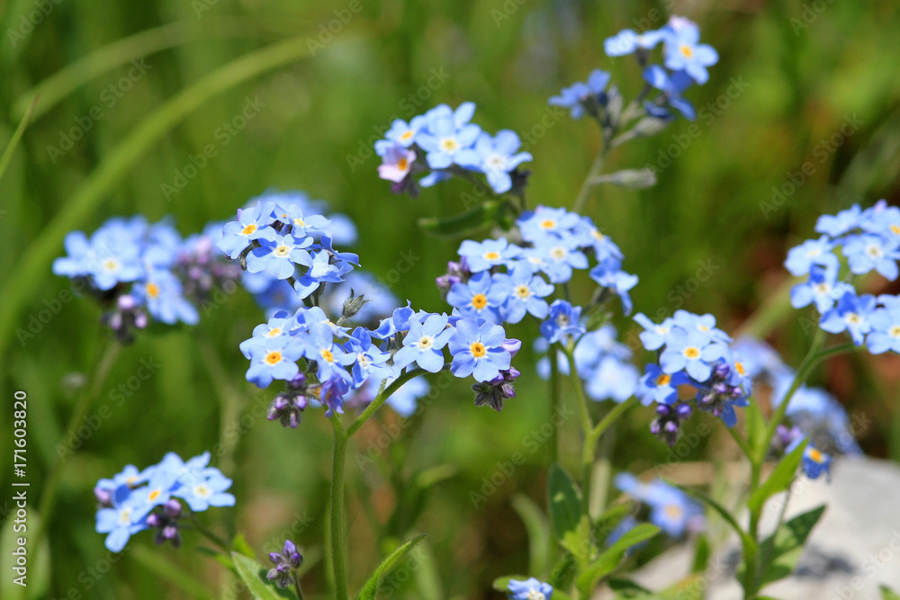 Vergissmeinnicht (Myosotis), Blüten Vergissmeinnicht (Myosotis), Blüten