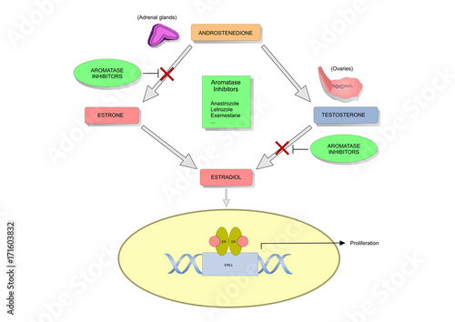 mechanism of action of aromatase inhibitors in postmenopausal women and in breast cancer