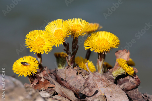 Huflattich (Tussilago farfara), Blüten photo