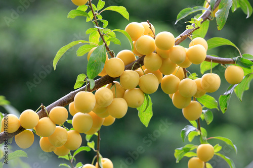 Kriechen-Pflaume (Prunus domestica subsp. insititia), Früchte am Baum