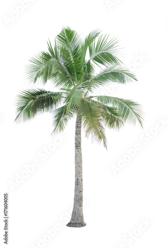 Coconut tree isolated on white background used for advertising decorative architecture. Summer and beach concept