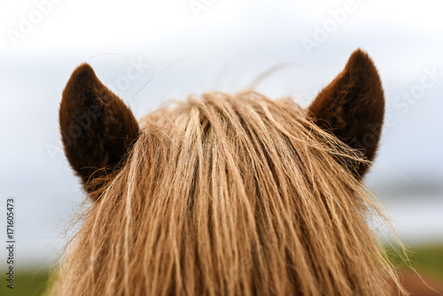 Fototapeta Naklejka Na Ścianę i Meble -  Ears of Icelandic horse with mane, Iceland.