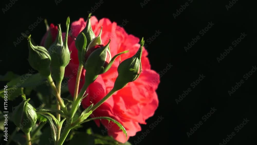 Red rose in the garden. Red roses in the park
Red rose in the garden. Red roses in the park