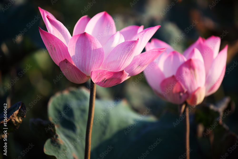 Obraz premium close up of beautiful blooming lotus flower as background.