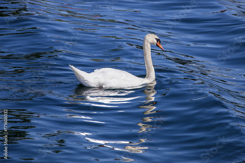 Mute Swan