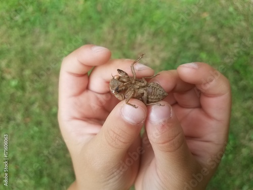 child hands holding a cicada skin