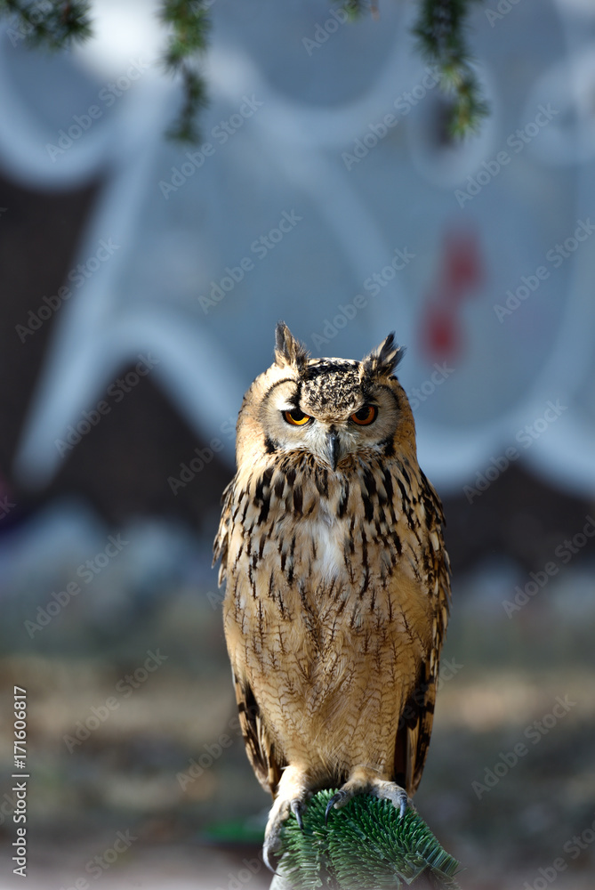 Art of Nature / Florence my city my love Art of Nature / Florence my city my love