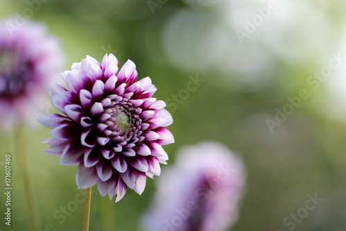 Fototapeta Naklejka Na Ścianę i Meble -  dahlia