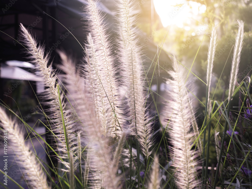 Close up image of Grass flower Close up image of Grass flower