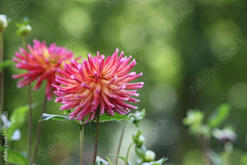 Fototapeta Naklejka Na Ścianę i Meble -  dahlia
