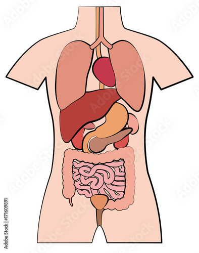 Human anatomy, internal organs - schematic outline comic style vector illustration on white background.
