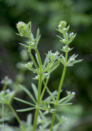 Wiesen-Labkraut (Galium mollugo), Gemeines Labkraut, Blüten