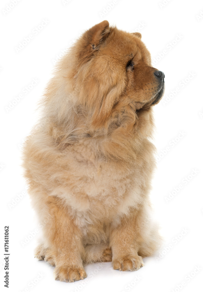 chow chow in studio chow chow in studio