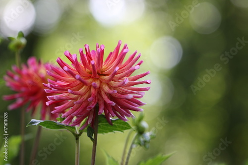 dahlia