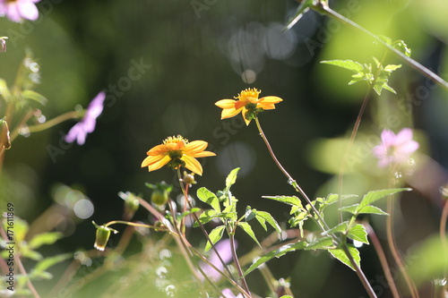 Fototapeta Naklejka Na Ścianę i Meble -  dahlia