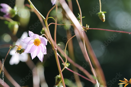 Fototapeta Naklejka Na Ścianę i Meble -  dahlia