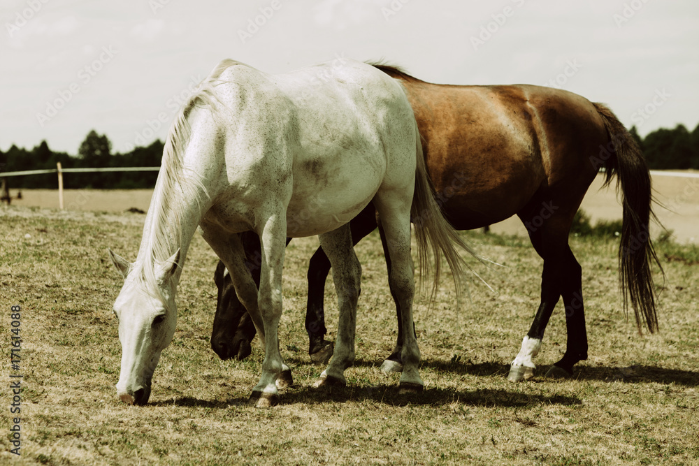 Obraz premium Two wild horses on meadow field