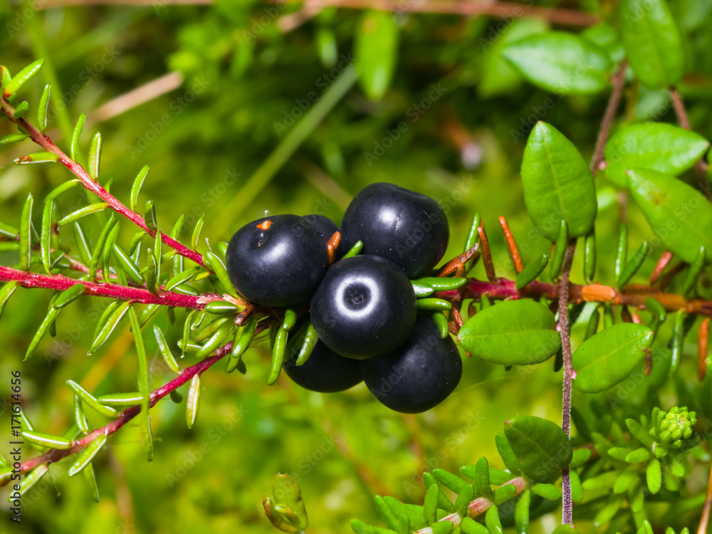 Black crowberry, Empetrum nigrum, berries on branch with needle-like leaves, close-up, selective focus, shallow DOF Black crowberry, Empetrum nigrum, berries on branch with needle-like leaves, close-up, selective focus, shallow DOF
