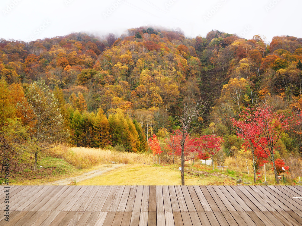 Obraz premium Autumn (fall) landscape forest at Shin-Hotaka rope way, Nagano, Japan