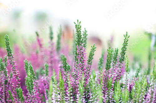 Heather flowers meadow landscape. Blooming small violet petal plants. Selective focus, shallow depth of field photography