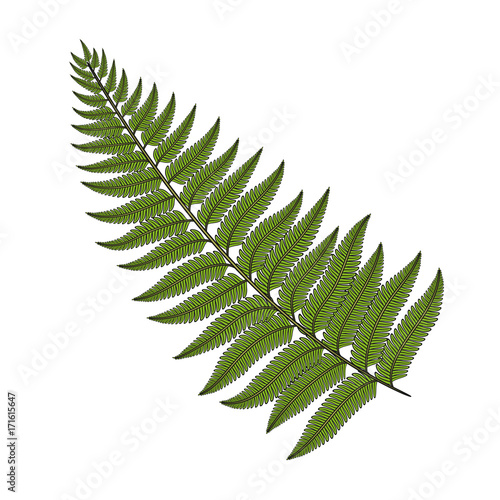 Color image fern leaf. Isolated vector object on white background.