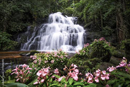Mundang waterfall and snapdragon flower at Phuhinrongkla national park in Phitsanulok.Pink Habenaria rhodocheila hance wild orchid at waterfall in Phitsanulok,Thailand